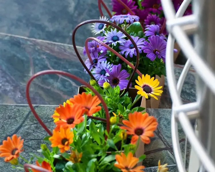Blumenkästen mit orangefarbenen und violetten Kapkörbchen auf einer Treppe
