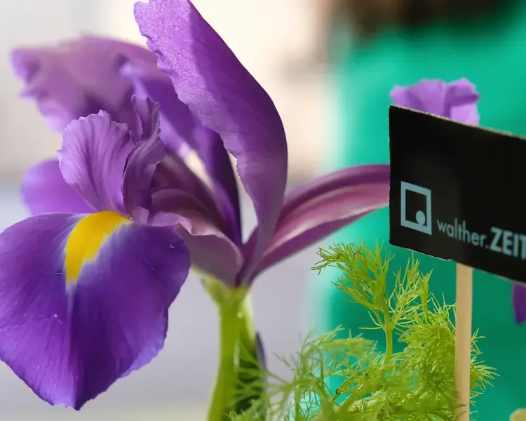 Nahaufnahme einer violetten Iris neben einem Schild mit dem Schriftzug „walther.ZEIT“