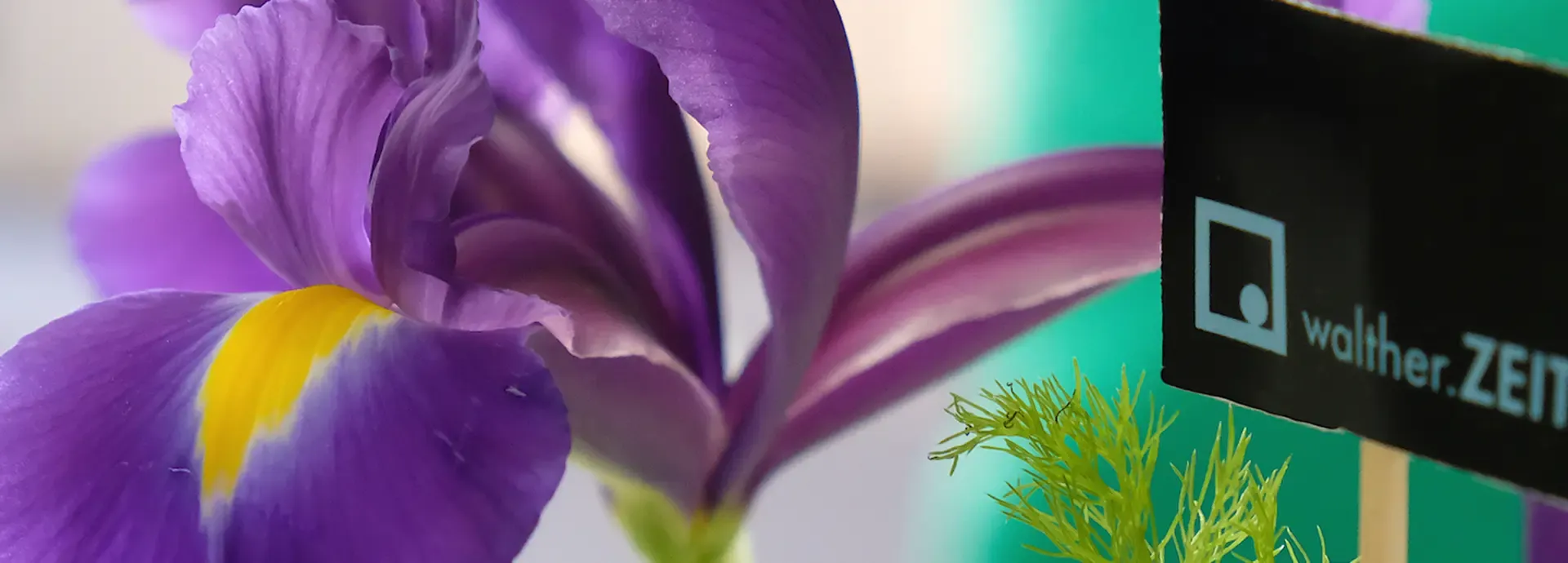 Violette Iris neben einem Schild mit dem Schriftzug „walther.ZEIT“